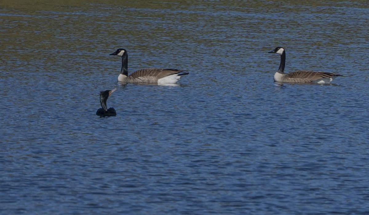 Canada Goose - ML616385376