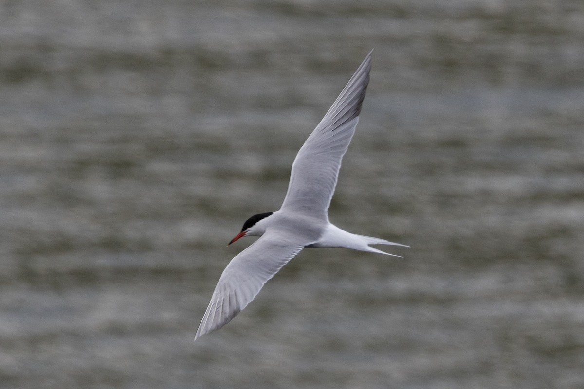 Common Tern - ML616385384