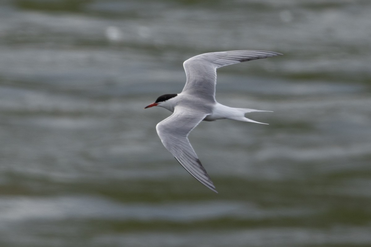 Common Tern - ML616385385