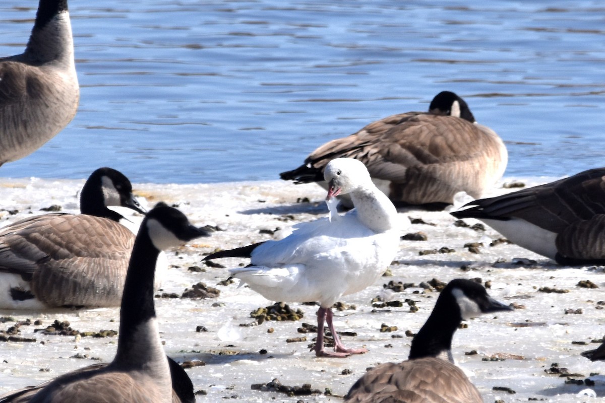 Ross's Goose - Lee Adam