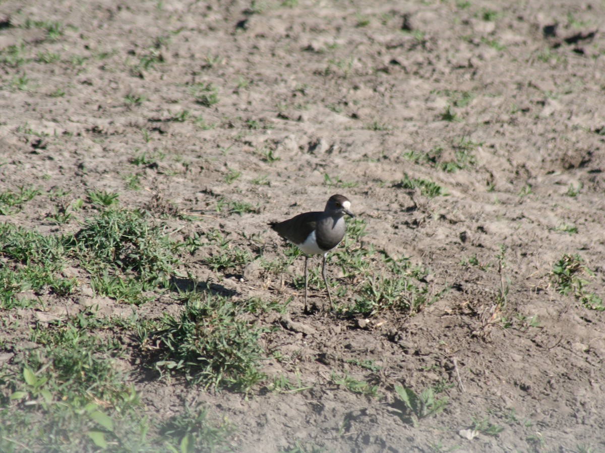 Senegal Lapwing - Brett Hartl