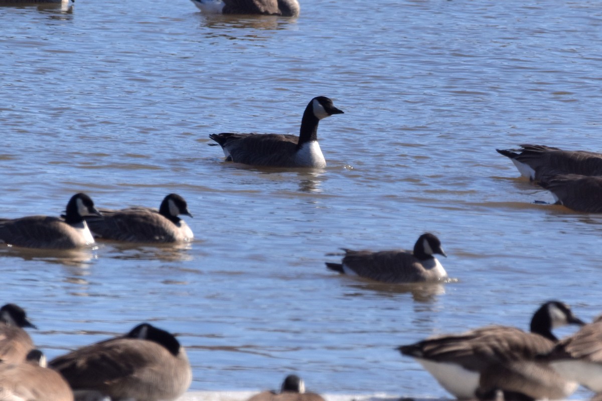 Cackling Goose - Lee Adam