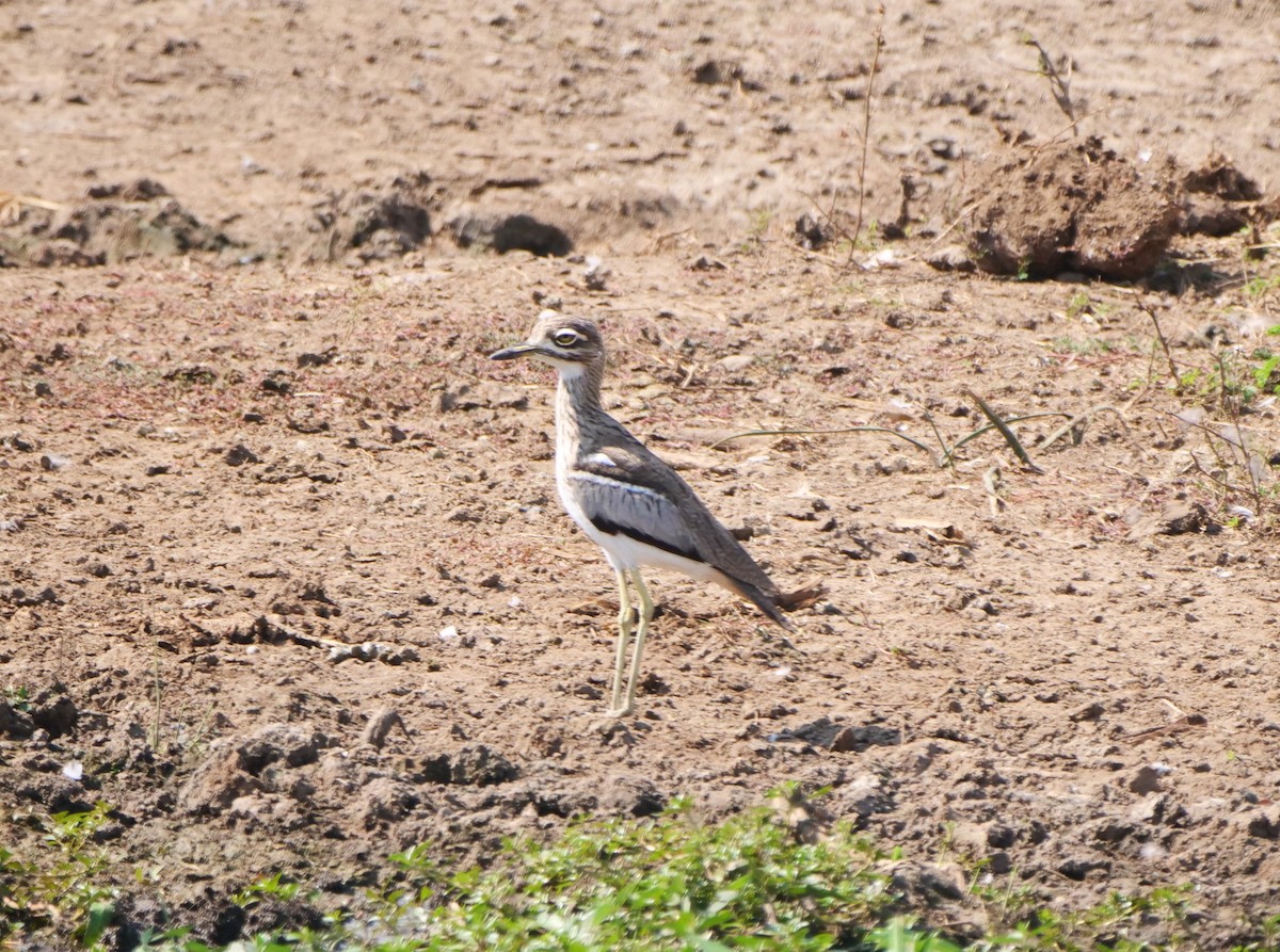 Senegal Thick-knee - Brett Hartl