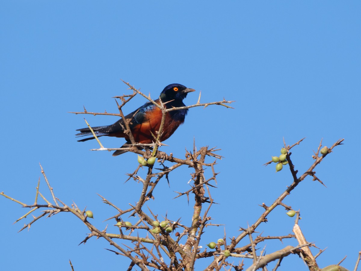 Shelley's Starling - Brett Hartl