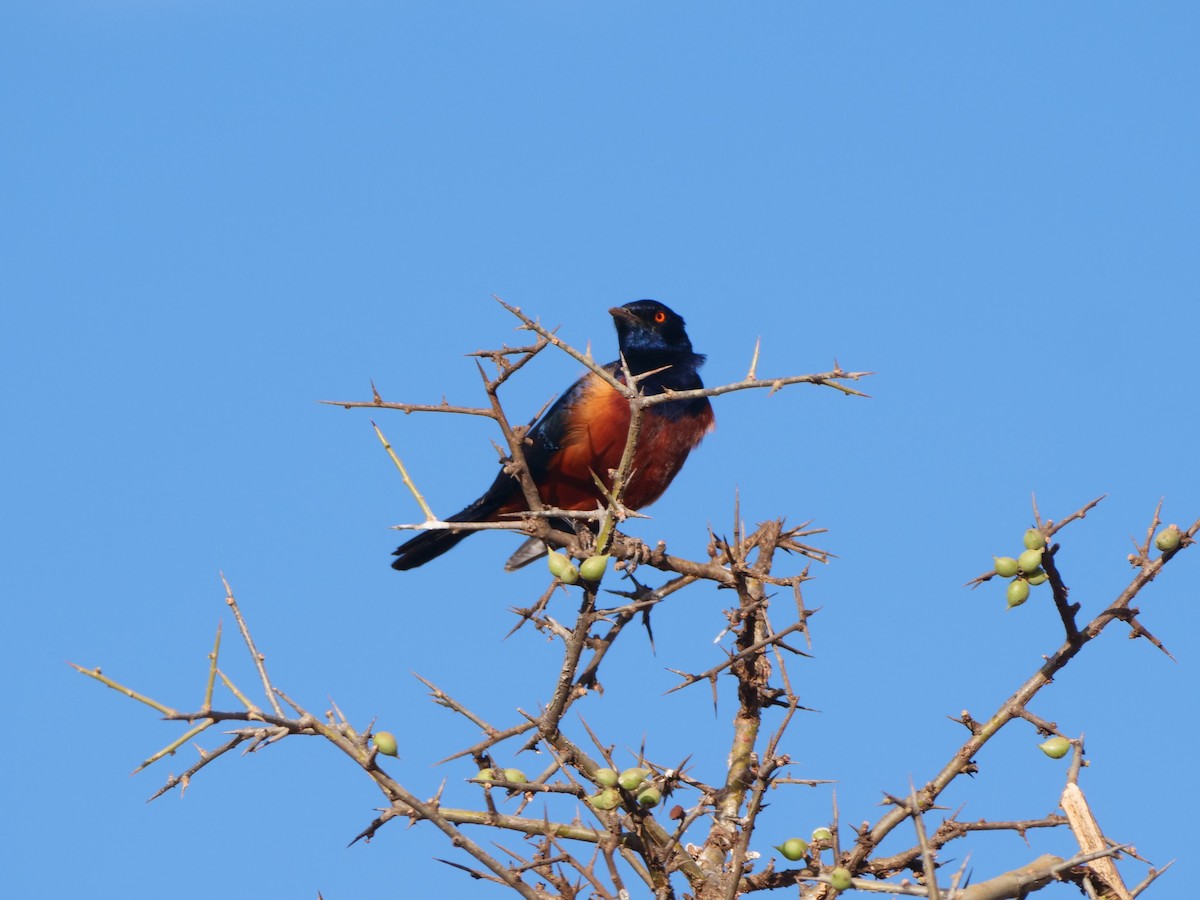 Shelley's Starling - Brett Hartl