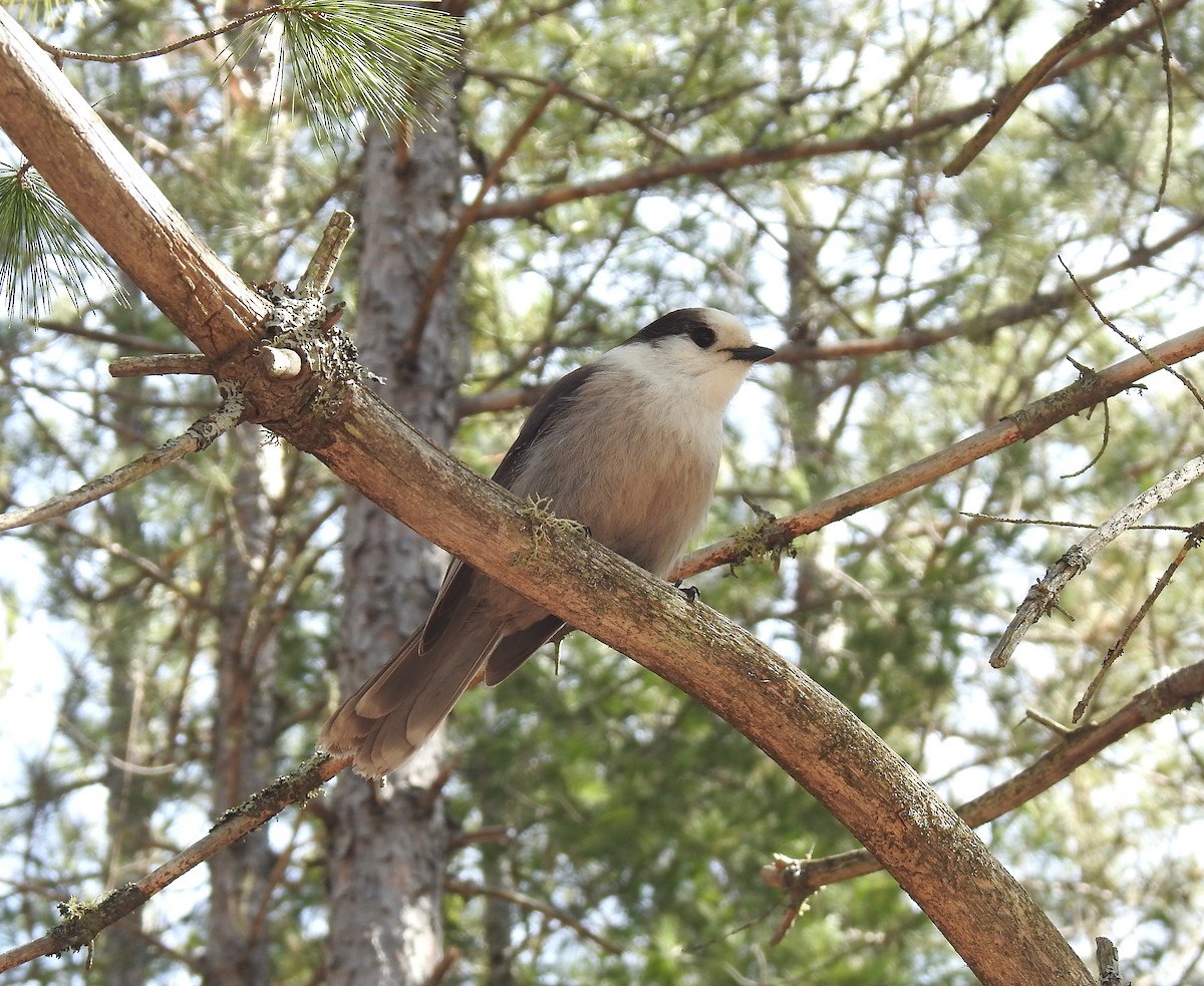 Canada Jay - ML616385512