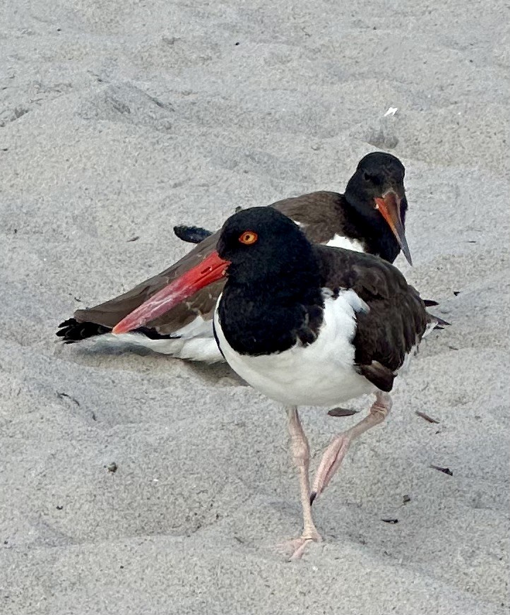 American Oystercatcher - ML616385517