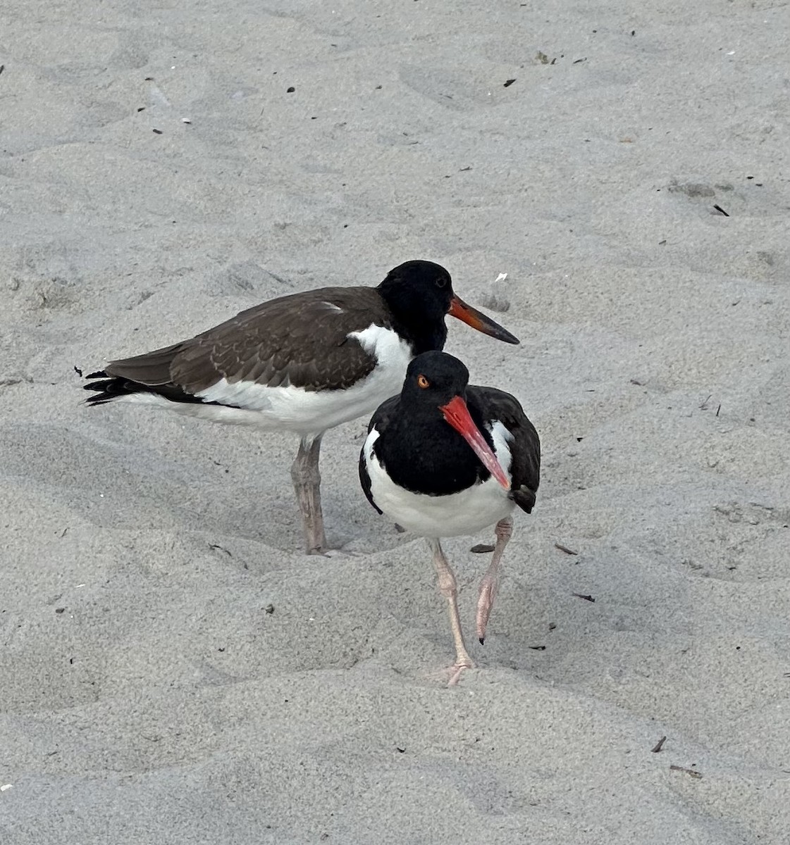 American Oystercatcher - ML616385524