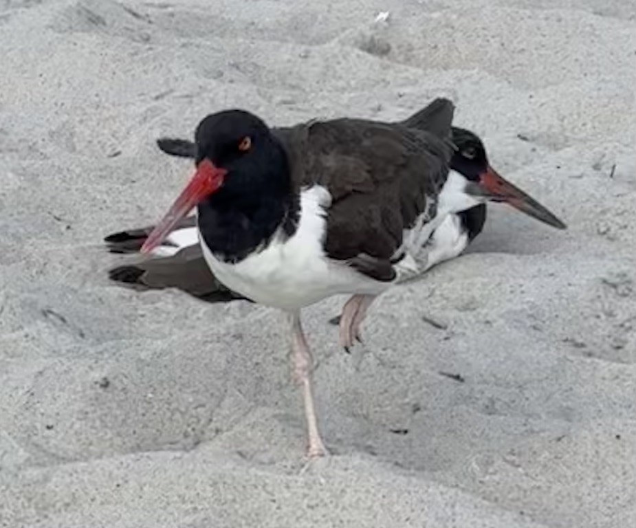 American Oystercatcher - ML616385526