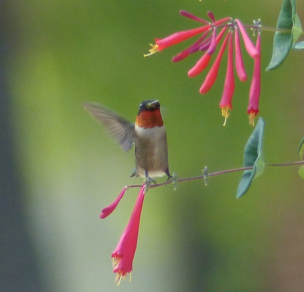 Ruby-throated Hummingbird - Claire Thomas