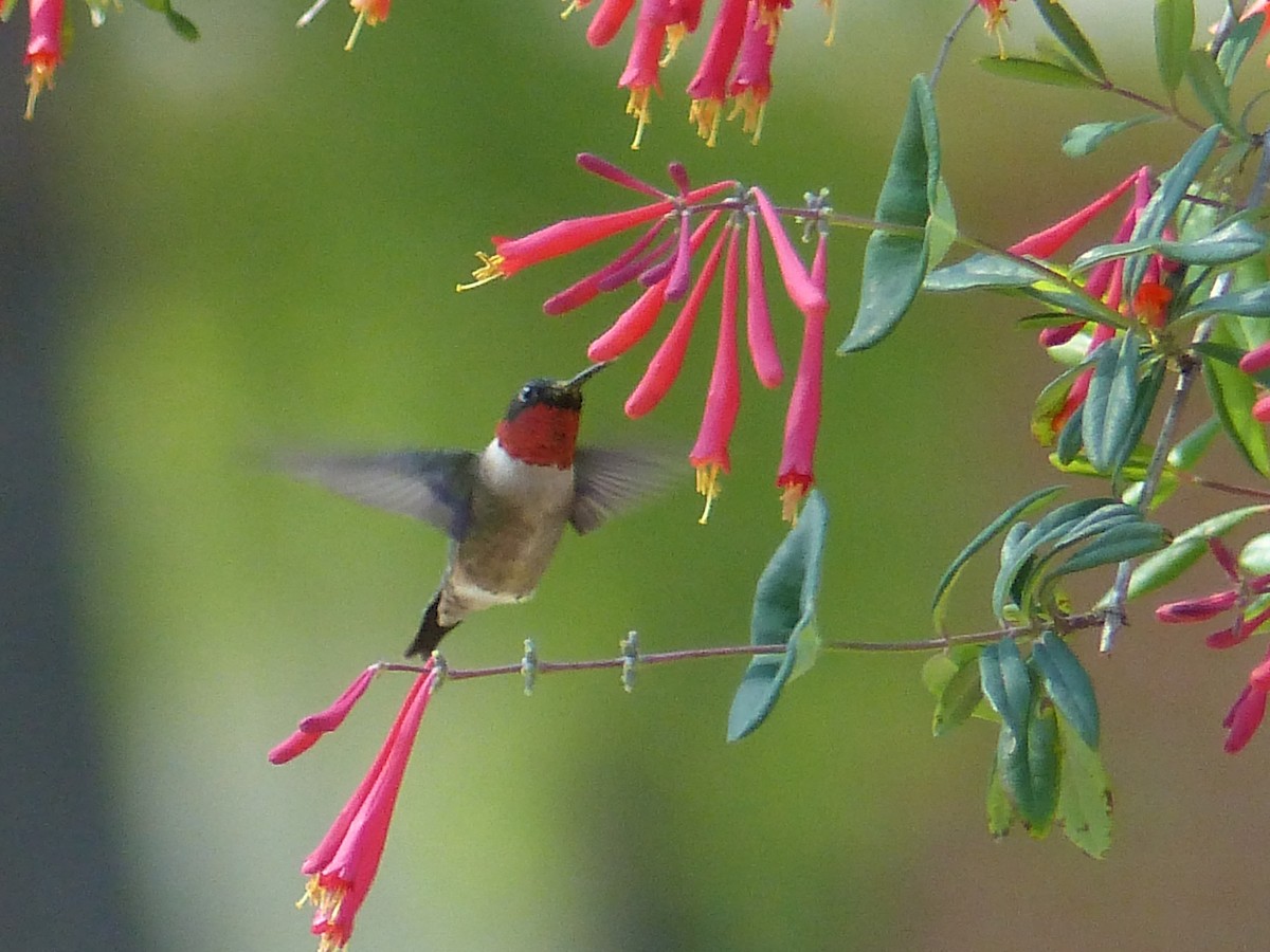 Ruby-throated Hummingbird - Claire Thomas