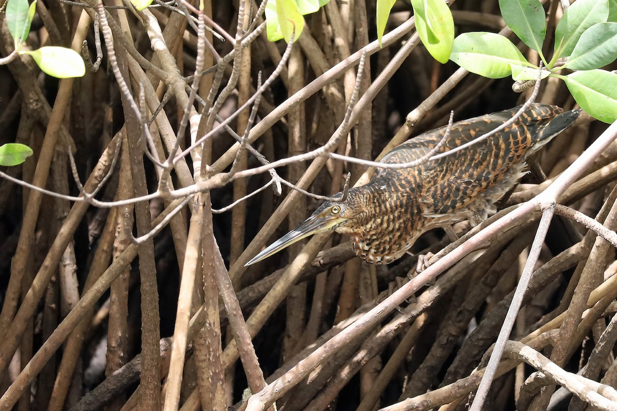 White-crested Tiger-Heron - Richard Baxter