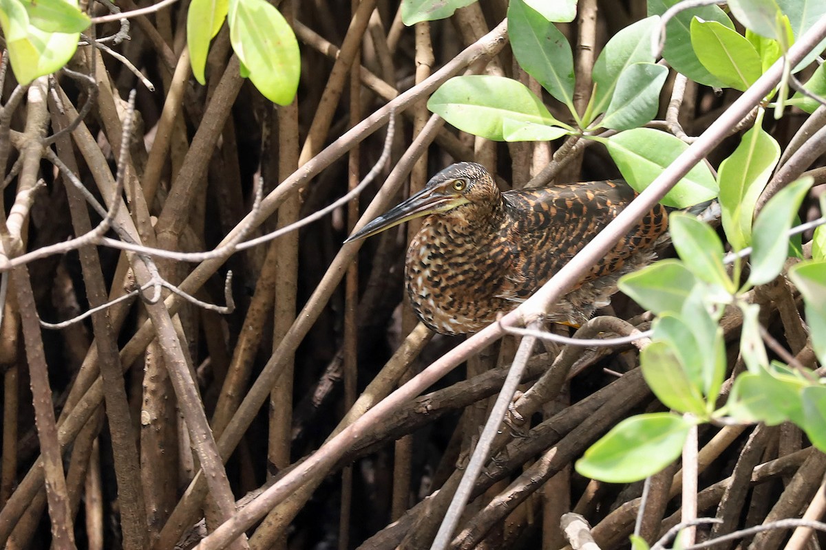 White-crested Tiger-Heron - ML616385532