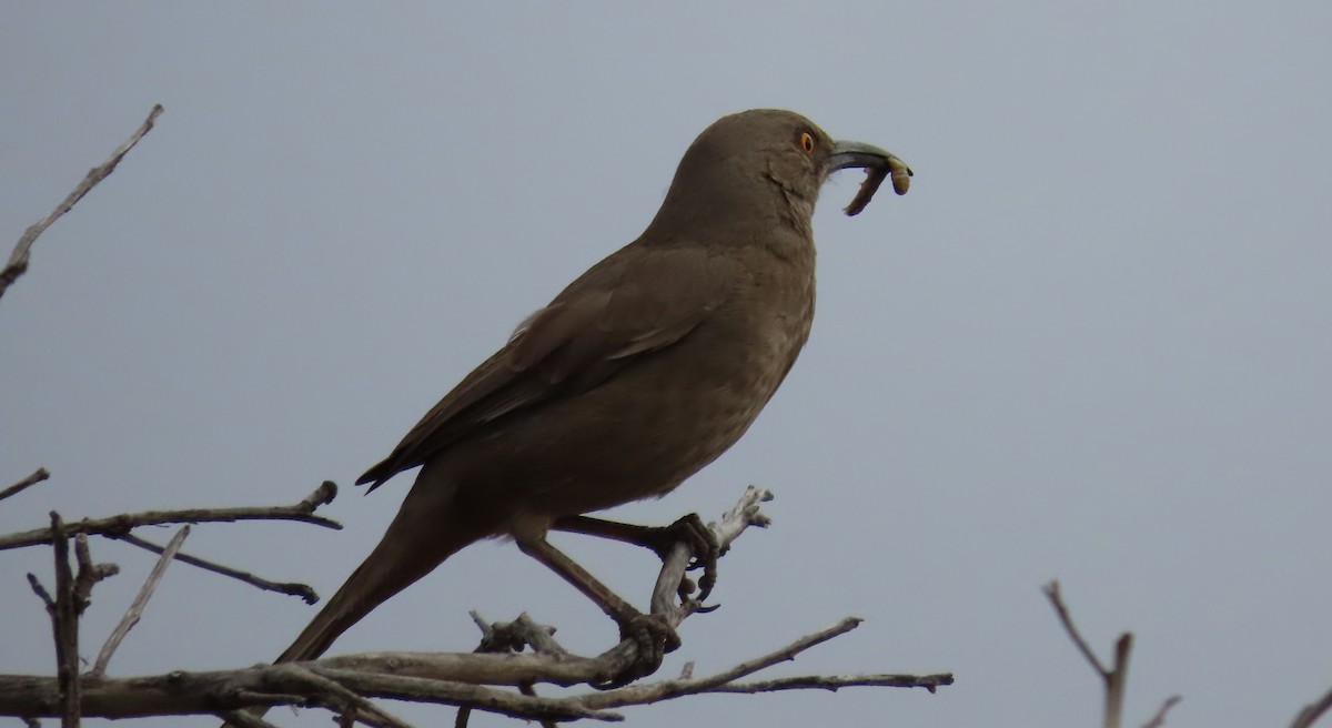 Curve-billed Thrasher - Nancy Miller