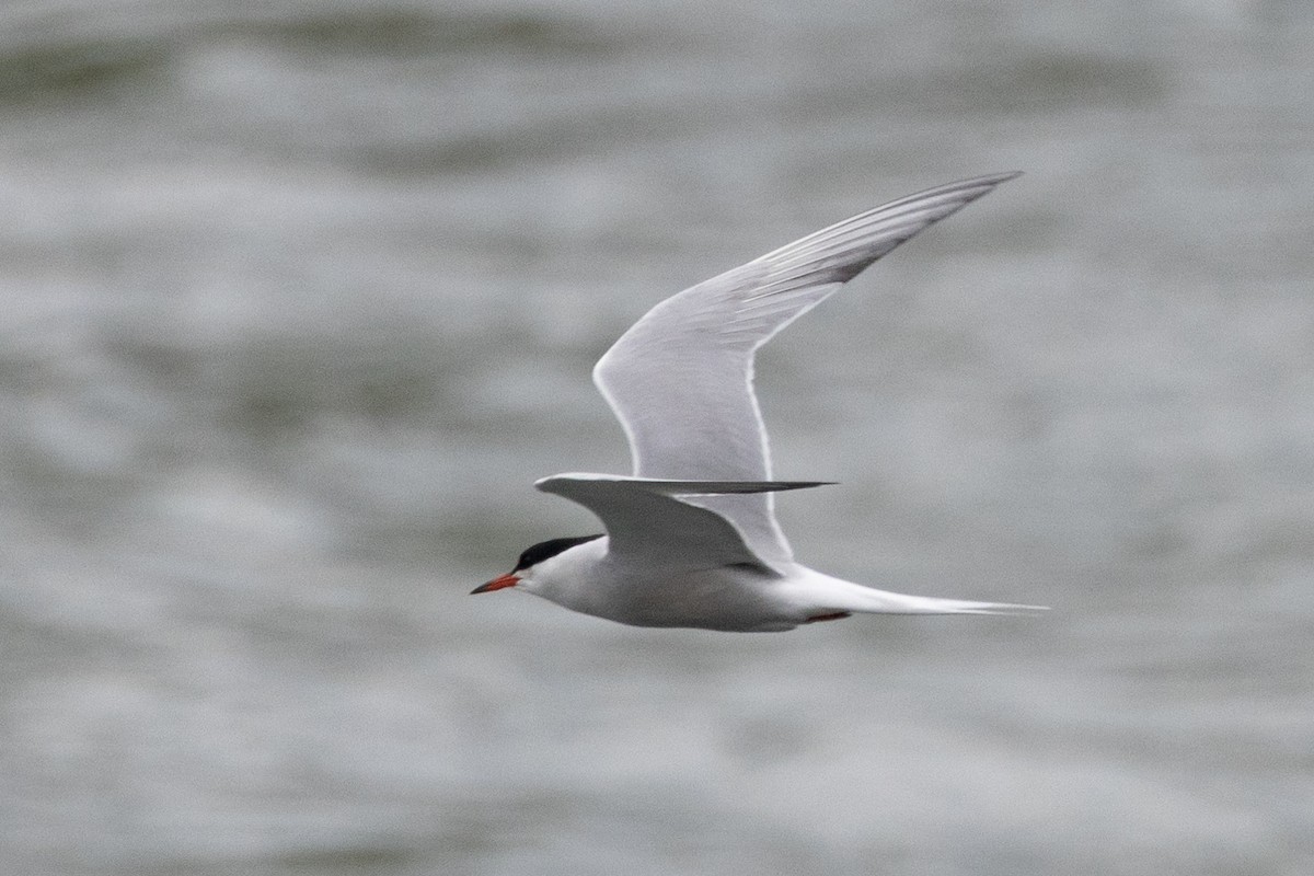 Common Tern - Robert Raffel