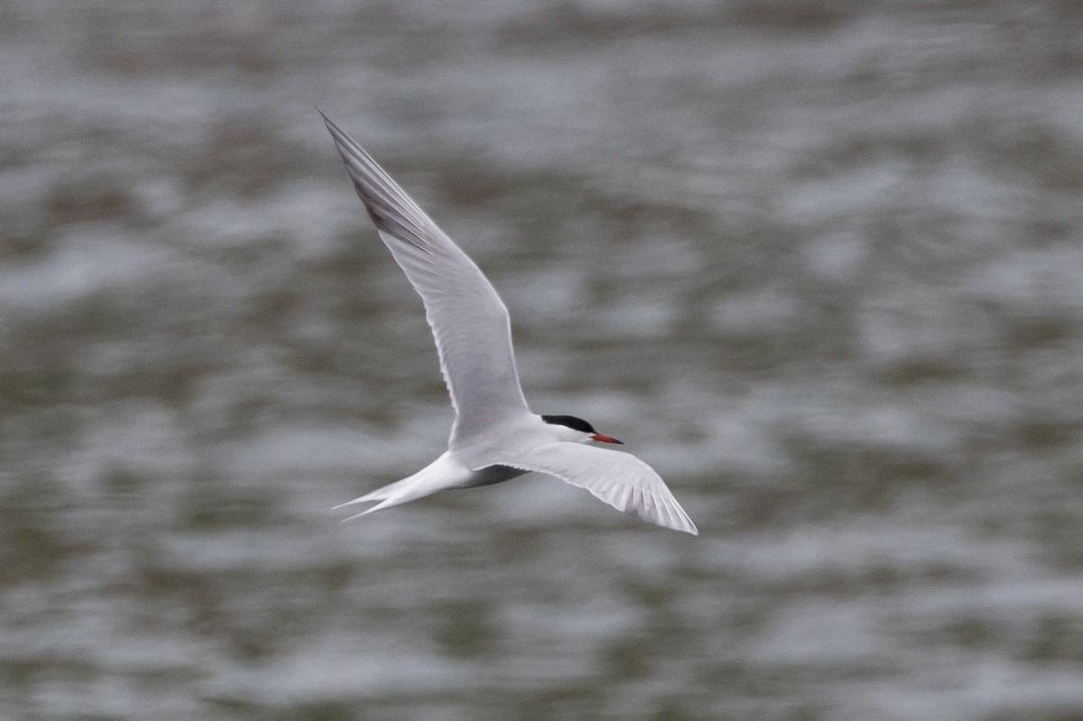 Common Tern - ML616385591