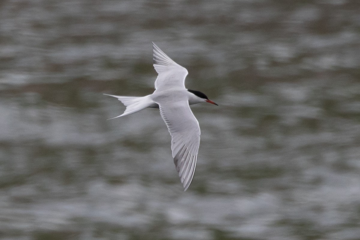 Common Tern - Robert Raffel