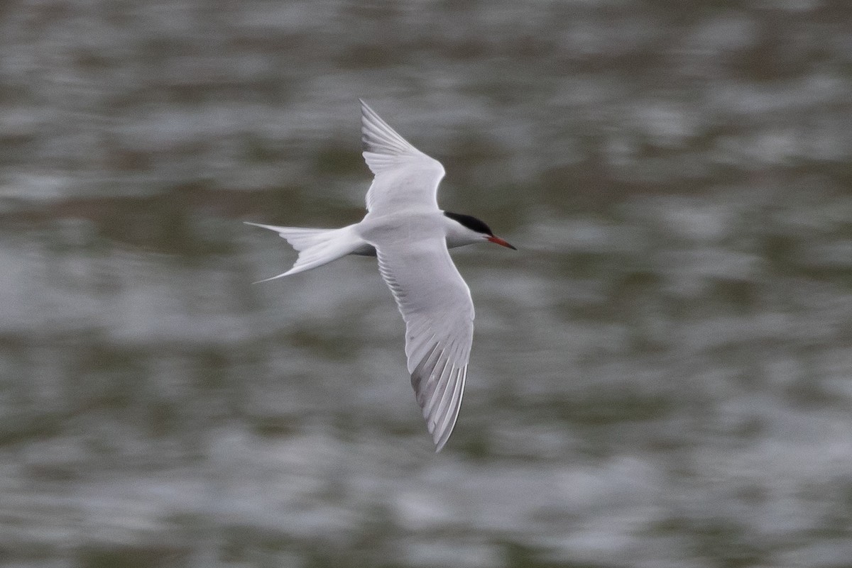 Common Tern - ML616385592