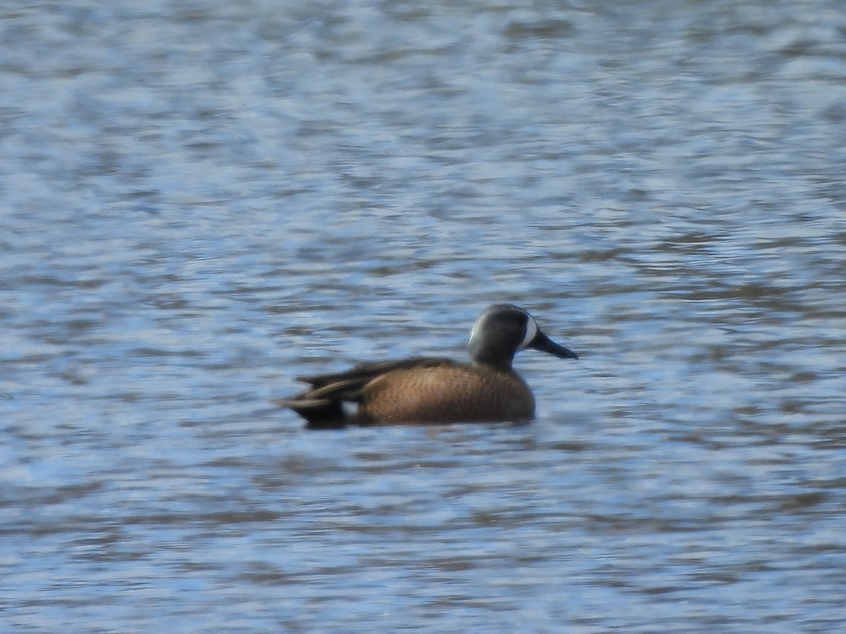 Blue-winged Teal - ML616385593