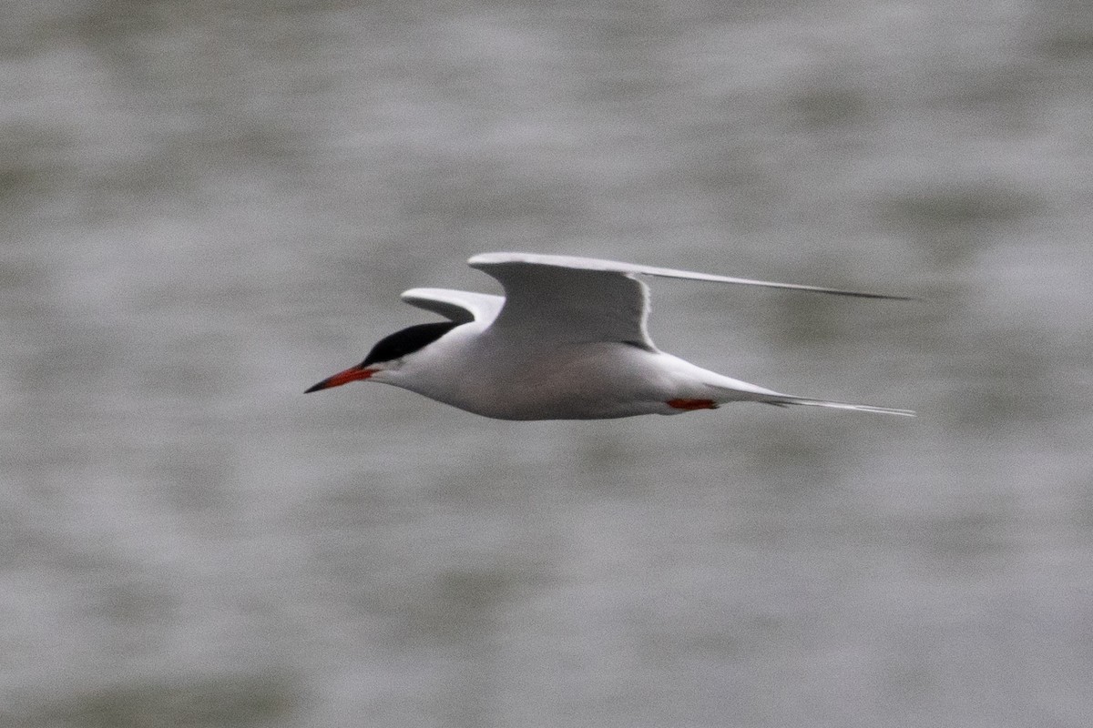 Common Tern - Robert Raffel
