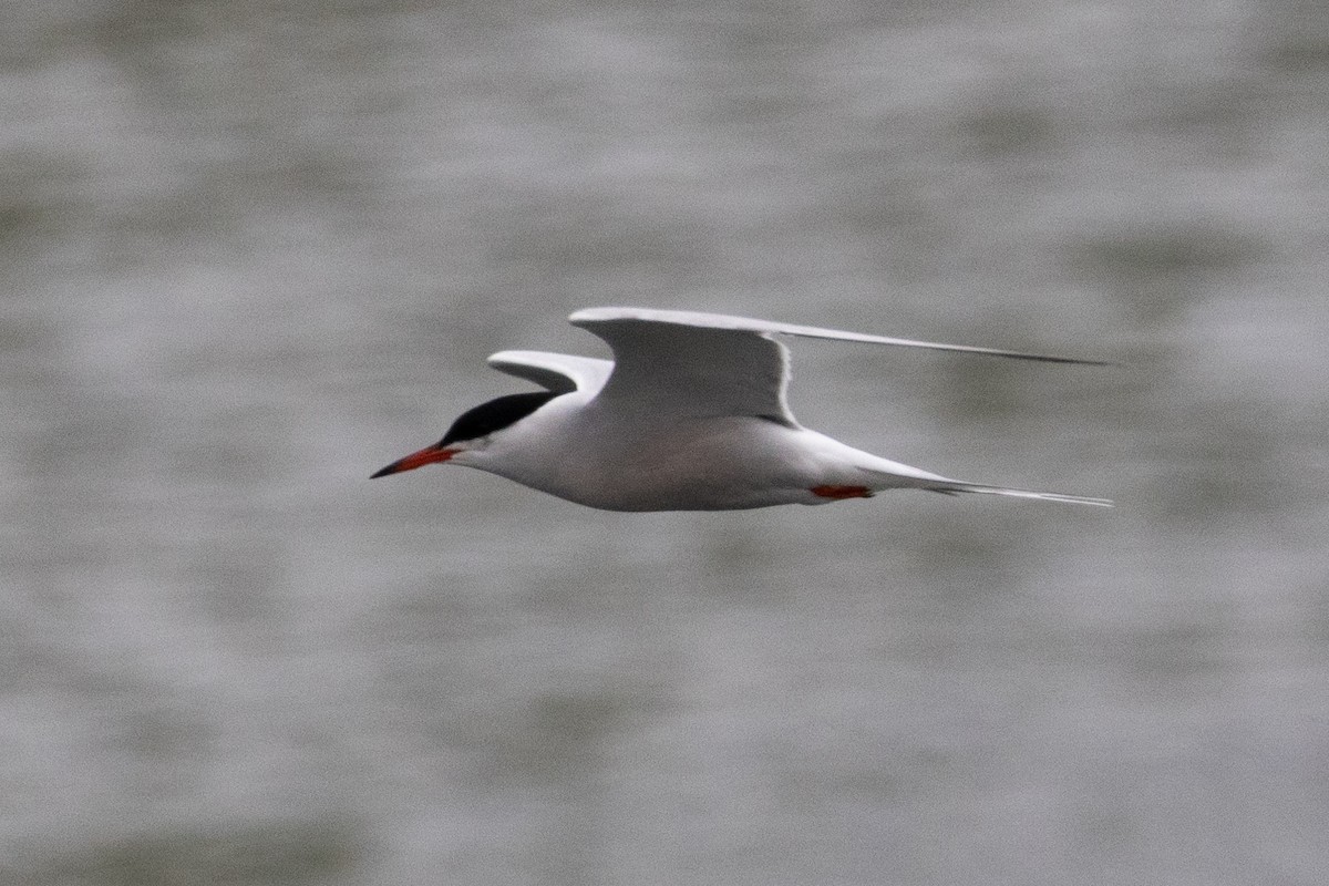 Common Tern - ML616385595