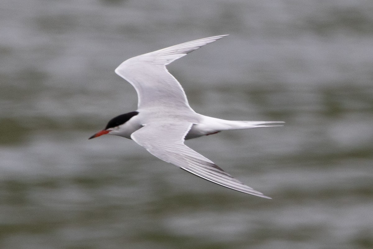 Common Tern - ML616385596