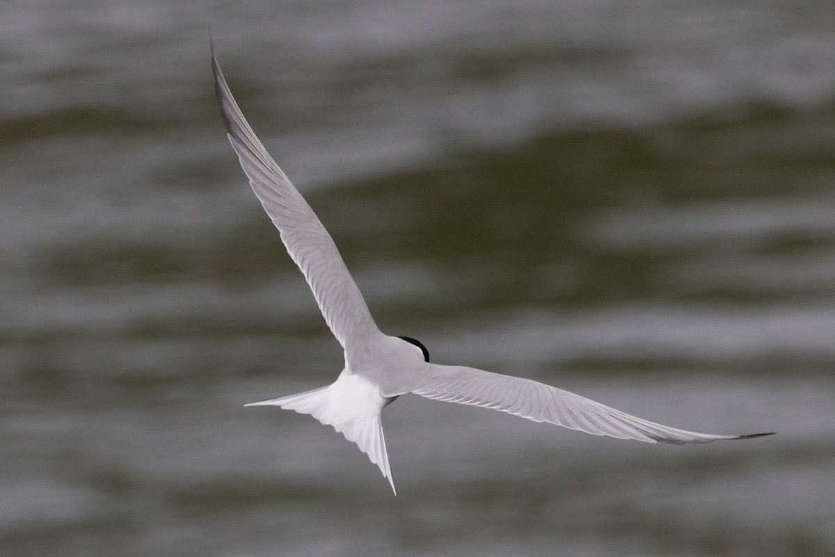 Common Tern - Robert Raffel