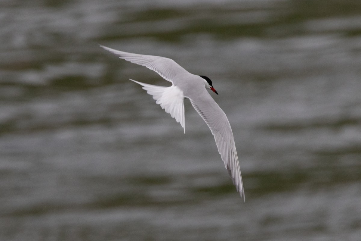 Common Tern - ML616385603