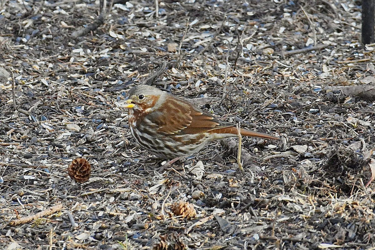 Fox Sparrow - ML616385607