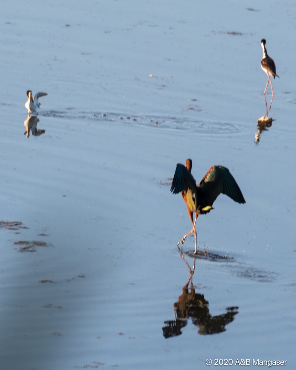 Phalarope de Wilson - ML616385647