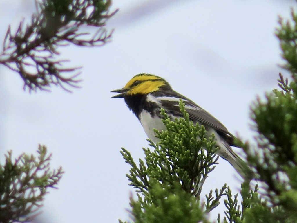 Golden-cheeked Warbler - ML616385716