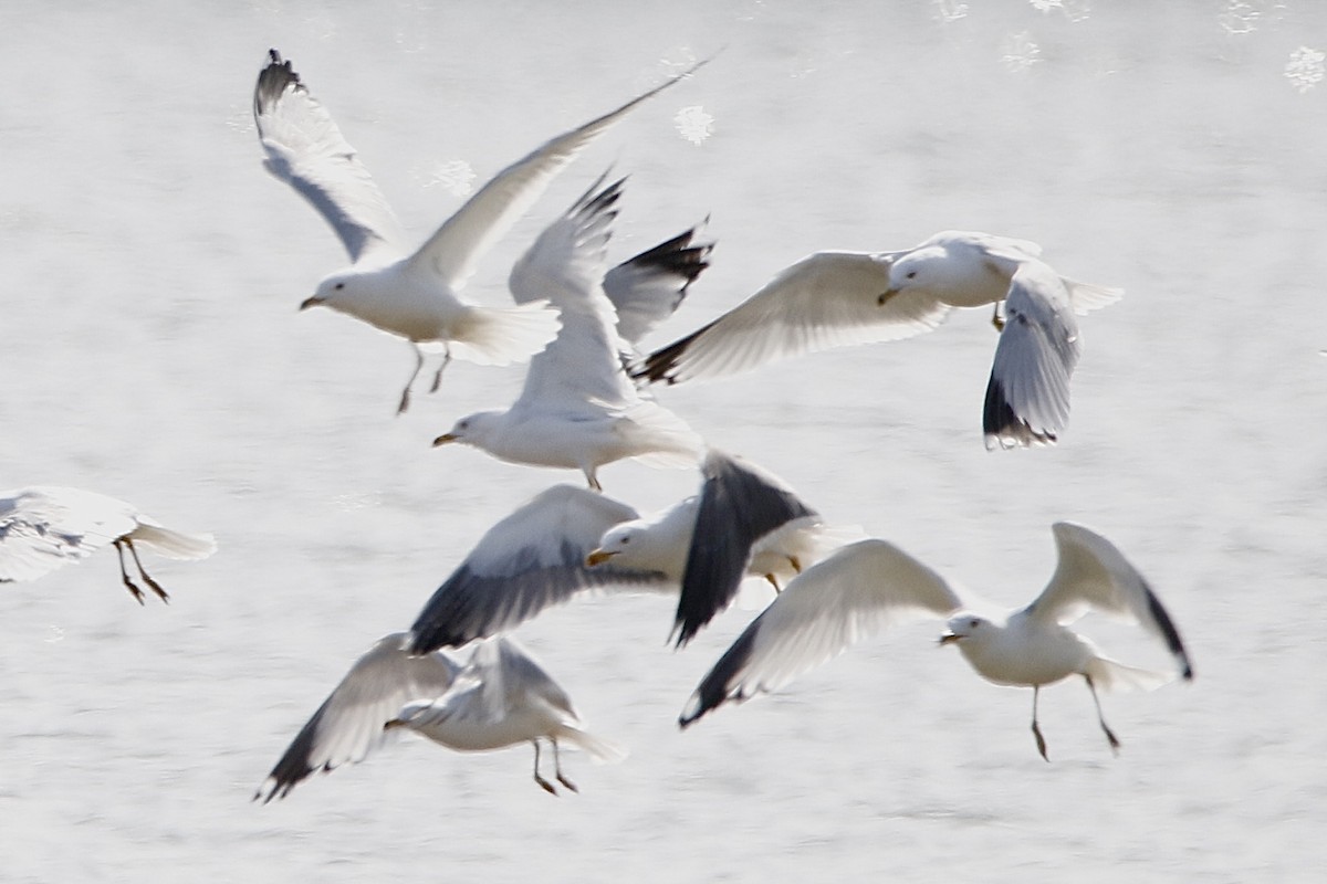 Lesser Black-backed Gull - ML616385721