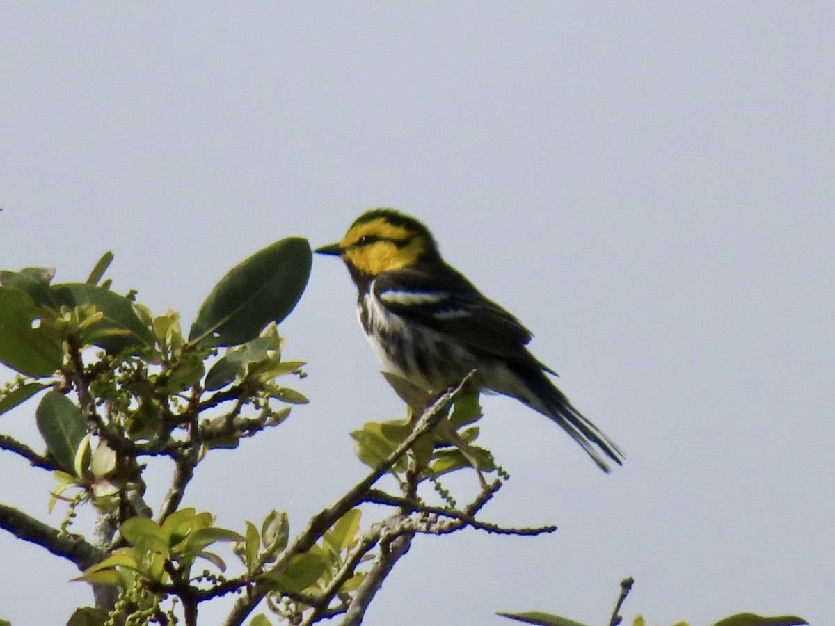 Golden-cheeked Warbler - ML616385726