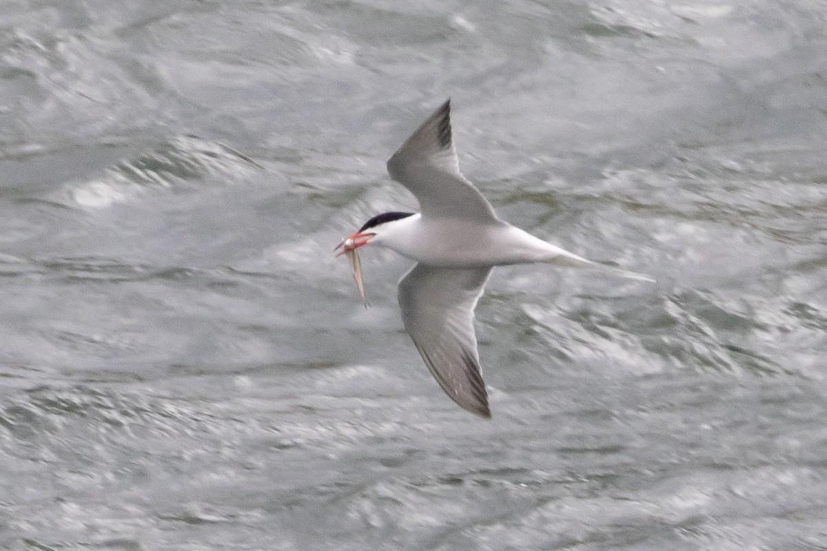 Common Tern - ML616385734