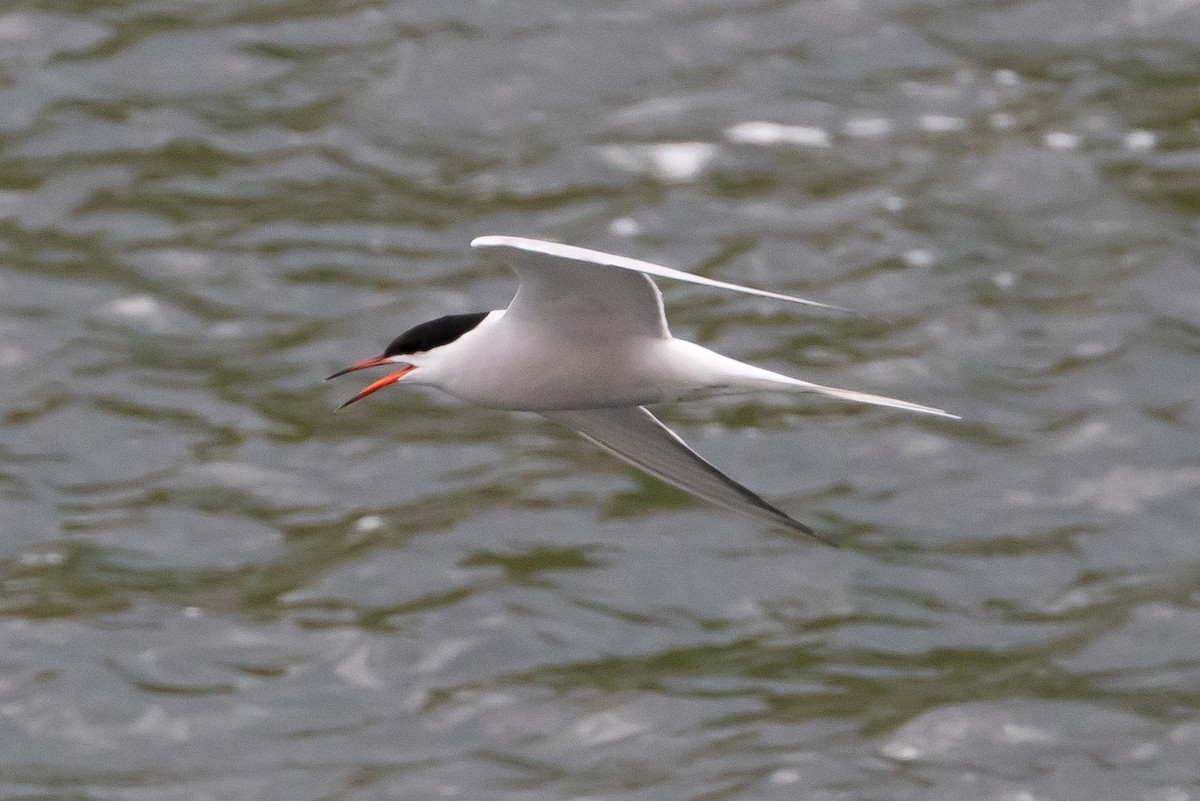 Common Tern - ML616385736