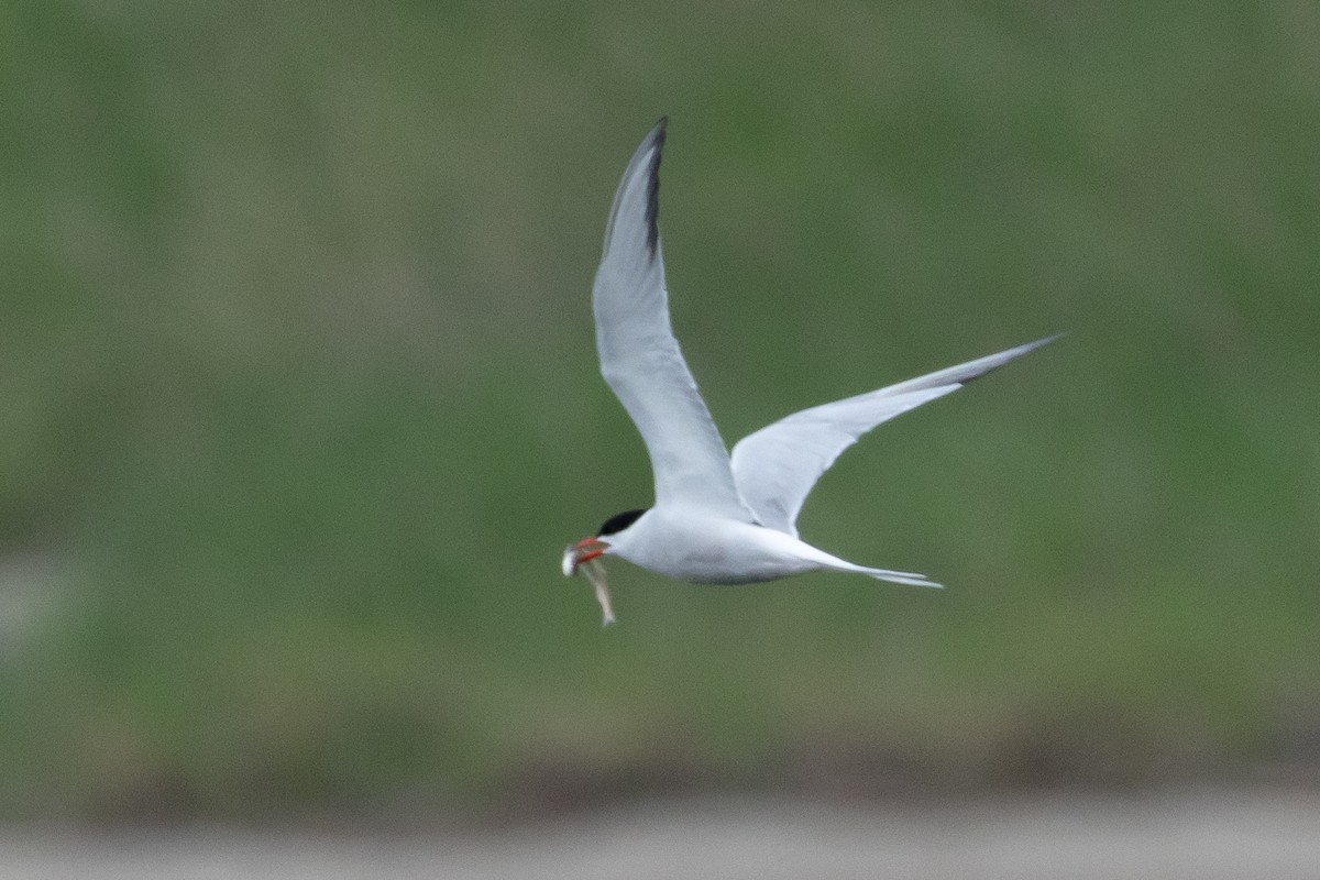 Common Tern - ML616385738