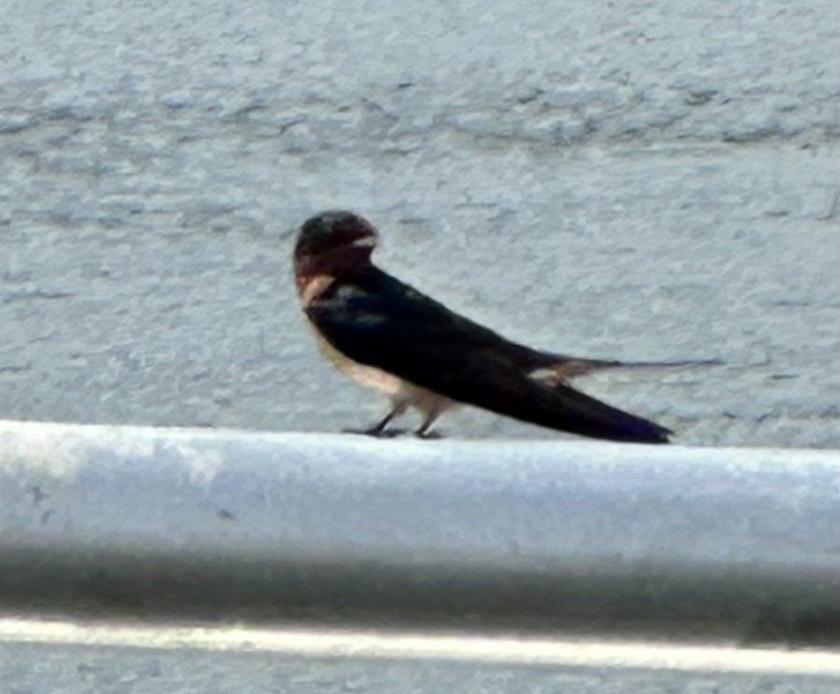 Barn Swallow - ML616385765