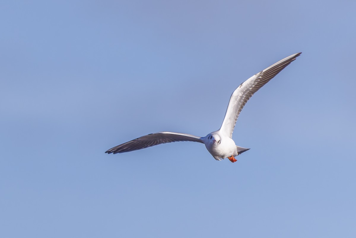 Black-headed Gull - ML616385777