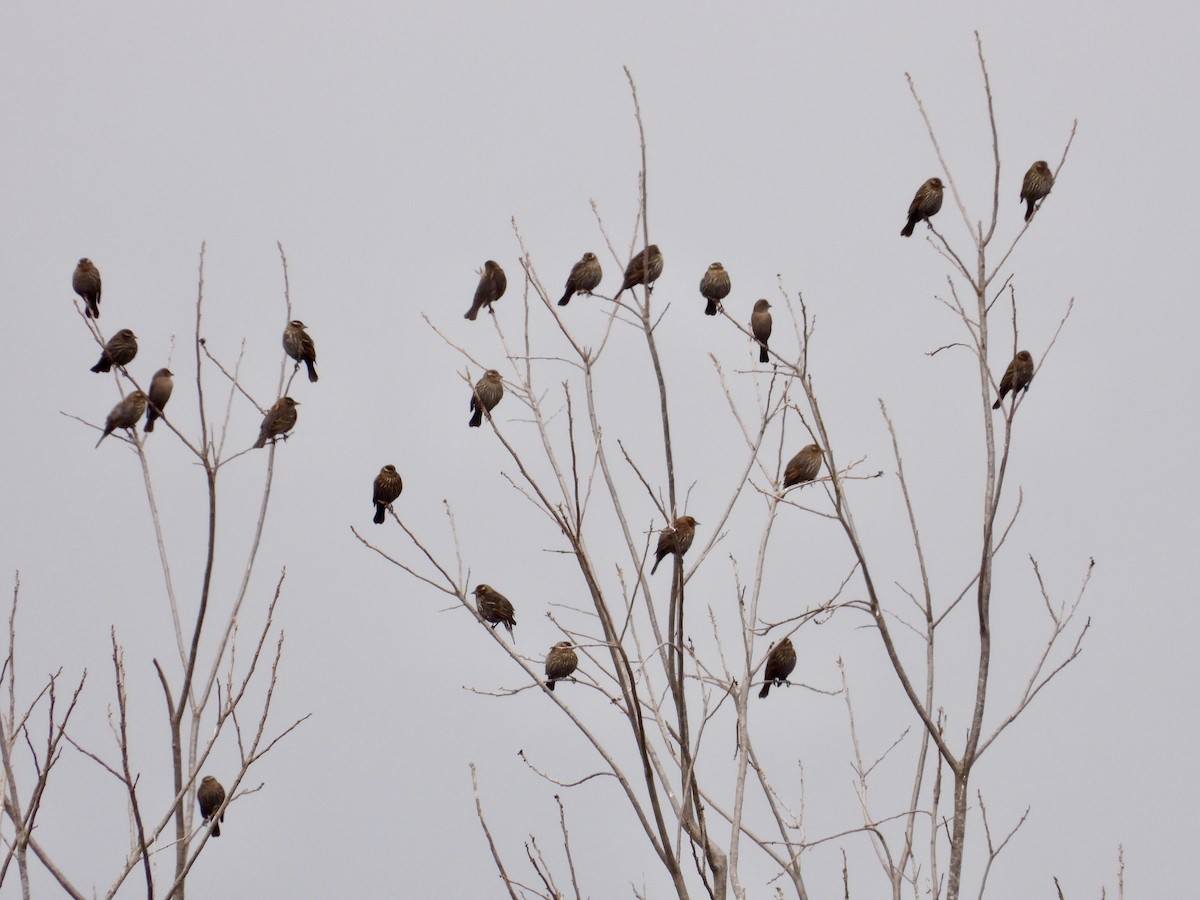 Red-winged Blackbird - Malise Prieto