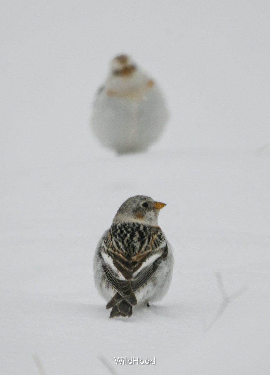 Snow Bunting - ML616385784