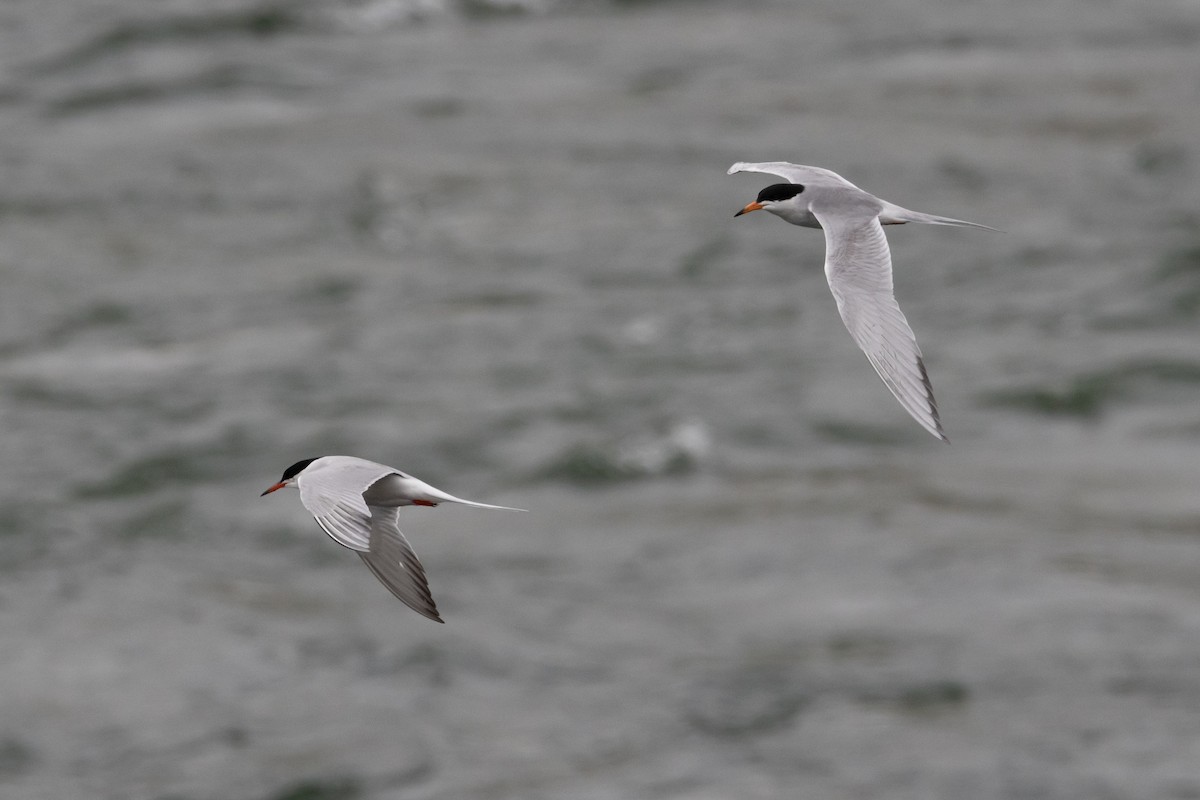 Forster's Tern - ML616385798