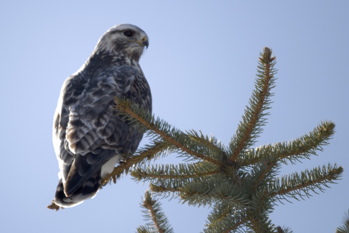 Rough-legged Hawk - Erin LeFevre