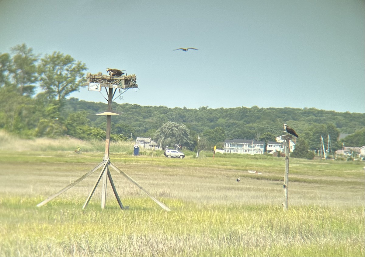 Osprey - ML616385862