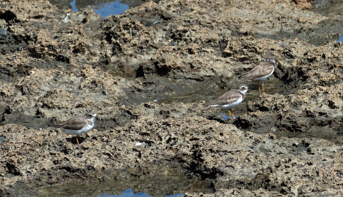 Semipalmated Plover - ML616385879