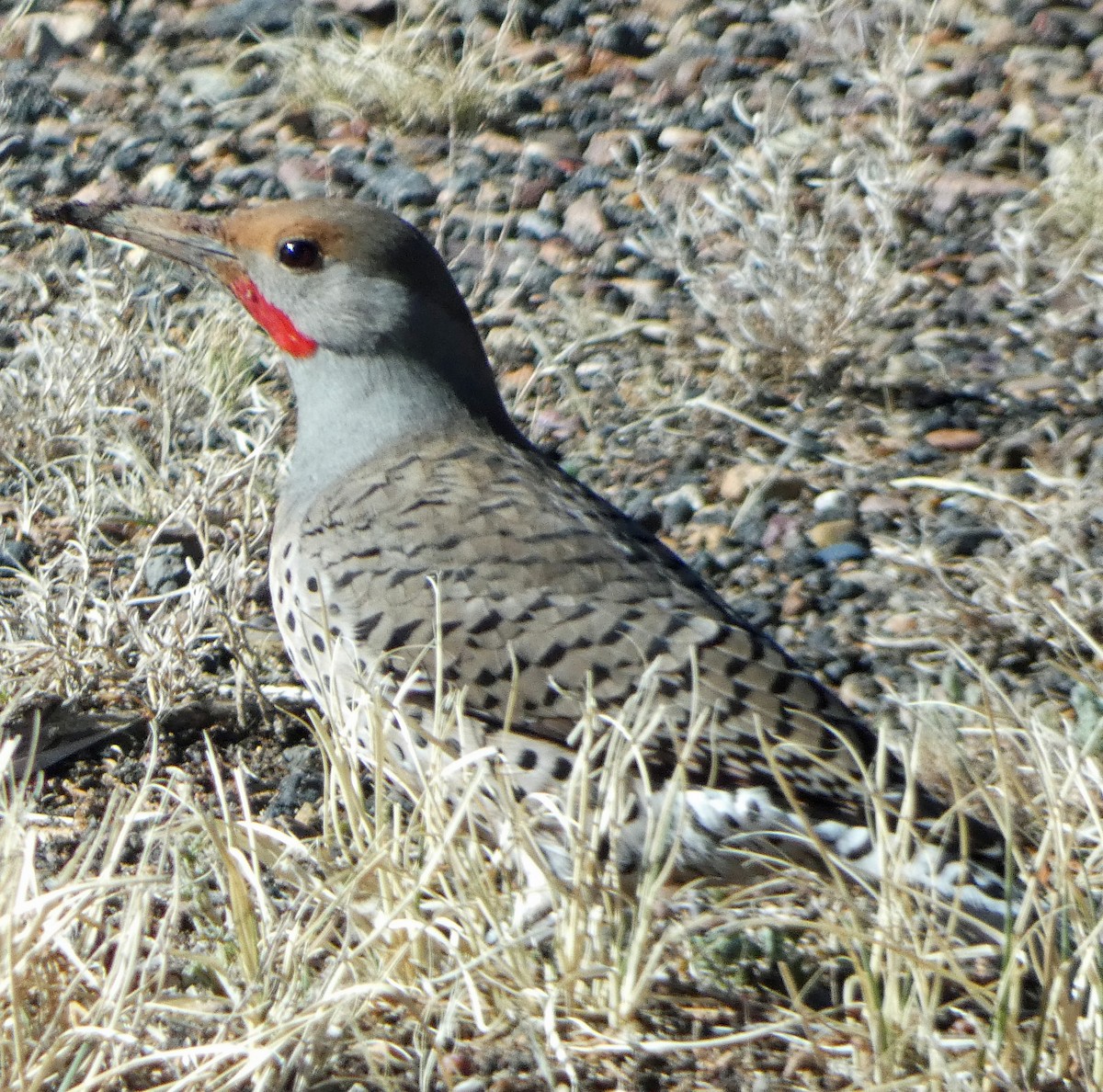 Northern Flicker (Red-shafted) - ML616385881