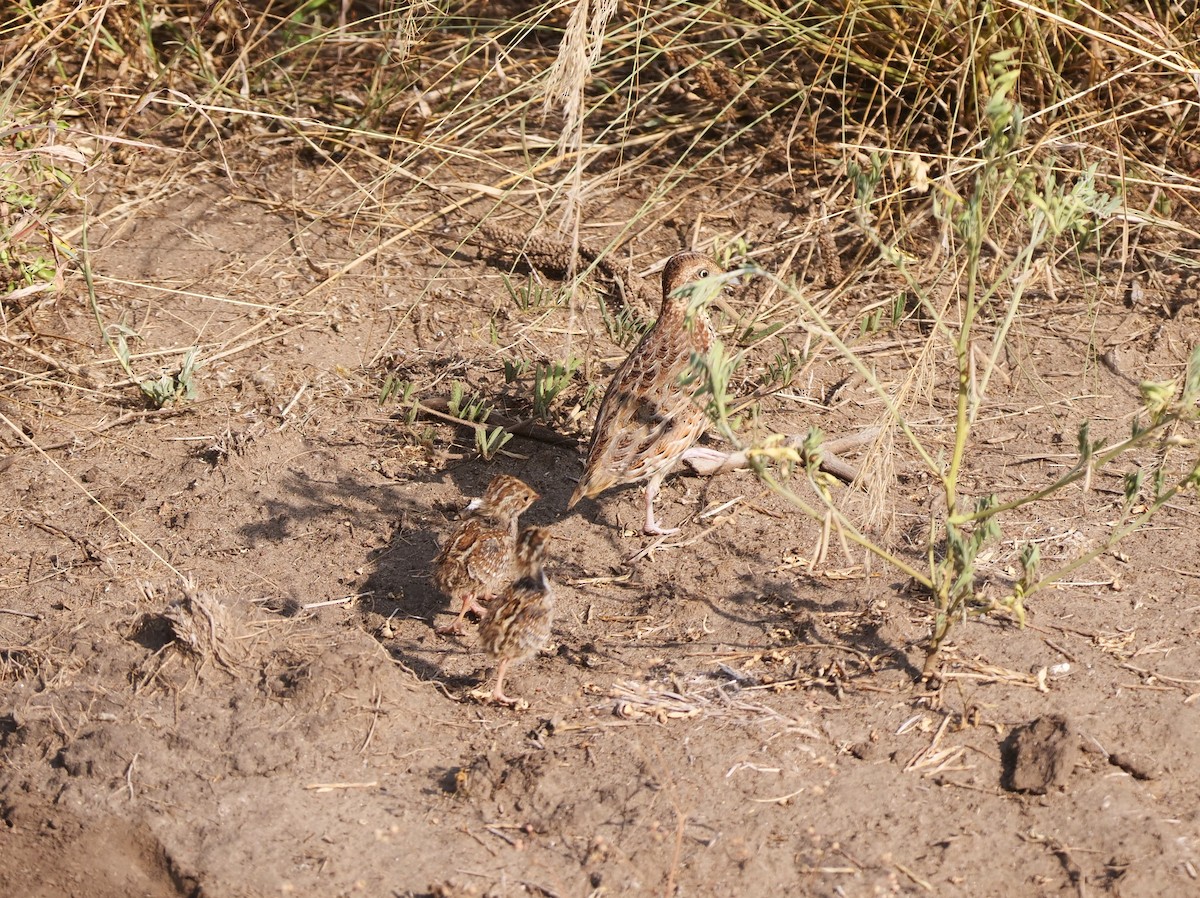 Small Buttonquail - Brett Hartl