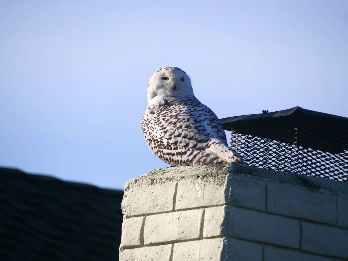 Snowy Owl - Brett Hartl