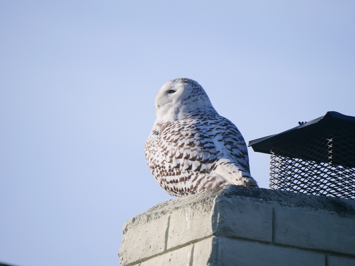 Snowy Owl - Brett Hartl