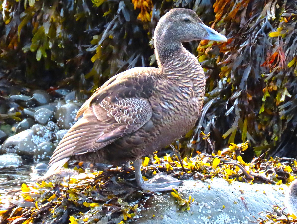 Common Eider - ML616386006