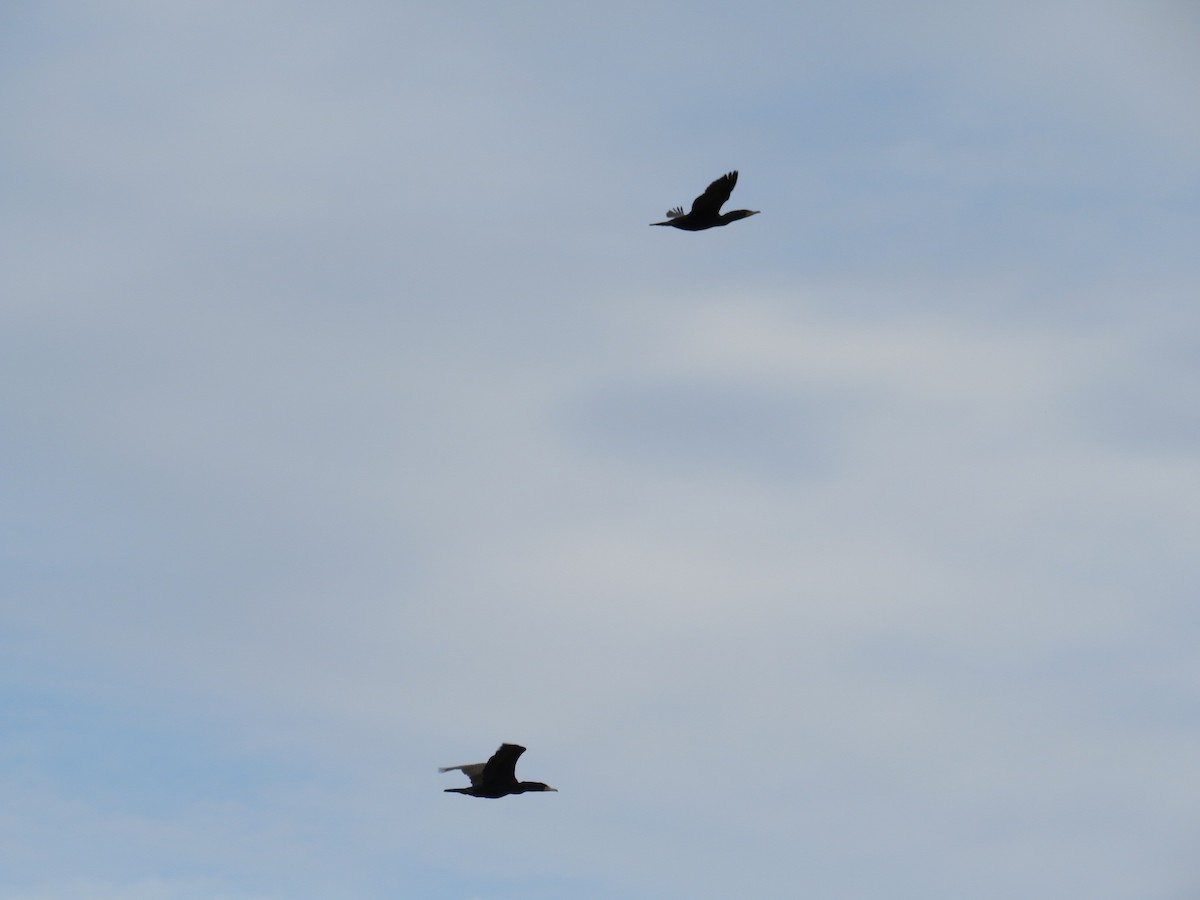 Double-crested Cormorant - ML616386026